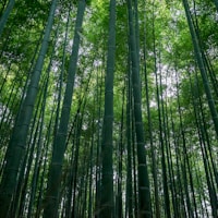 Arashiyama Bamboo Grove